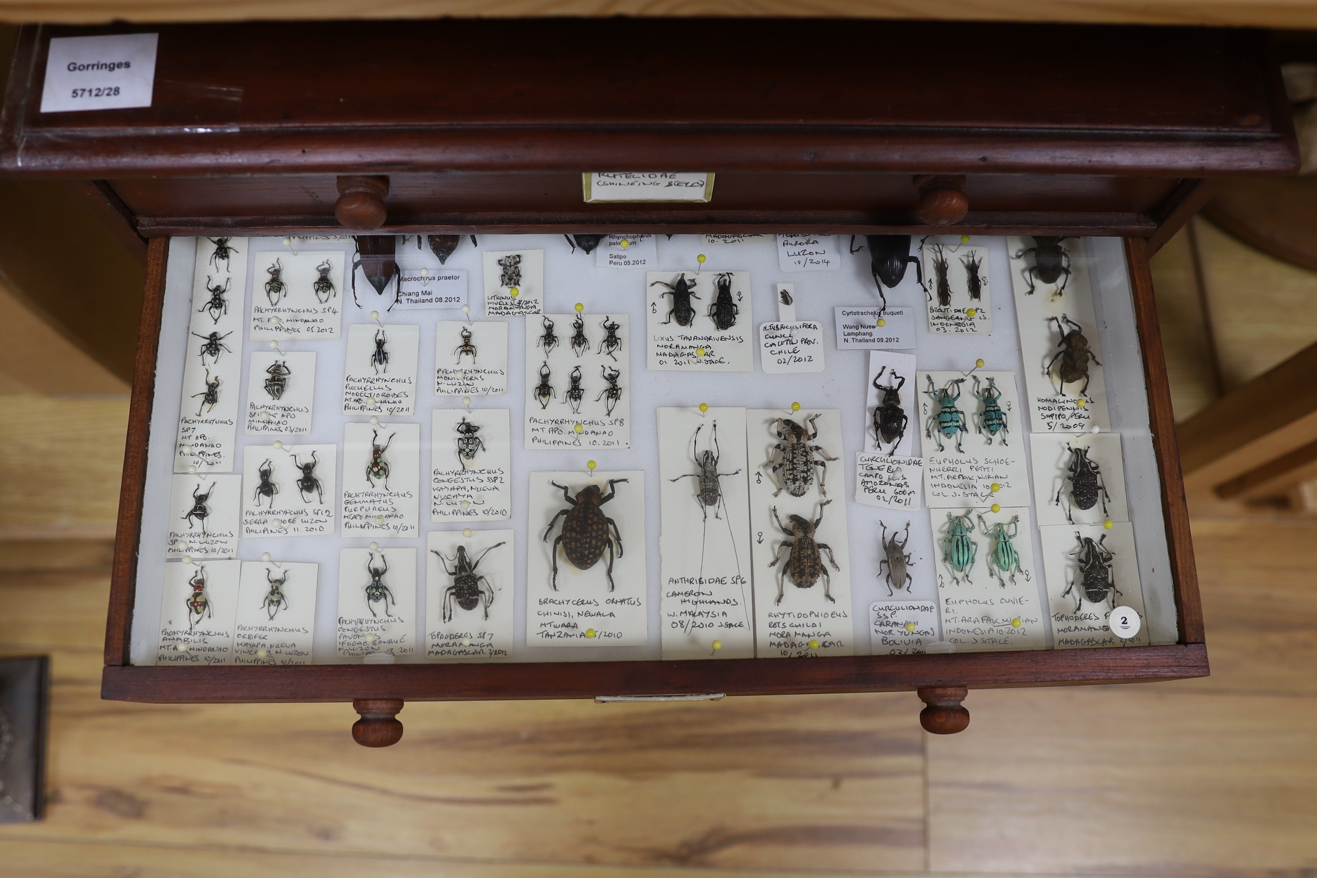 Entomology - A collection of World beetle specimens in a chest of eight drawers, 54.5 cm high, 48 cm wide, 29.5 cm deep